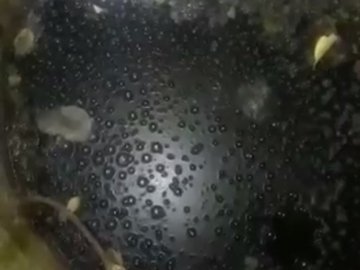 Поліція розслідуватиме незаконний злив мелясової барди у каналізацію Луцька