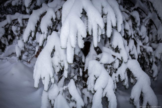 Показали красу зимового волинського лісу: чарівні фото