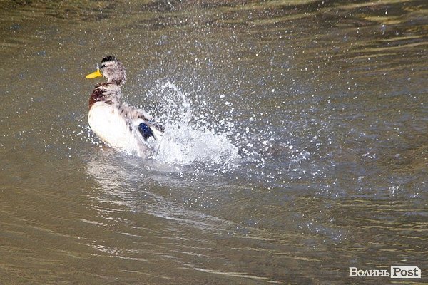 Початок осені у Луцьку. ФОТО