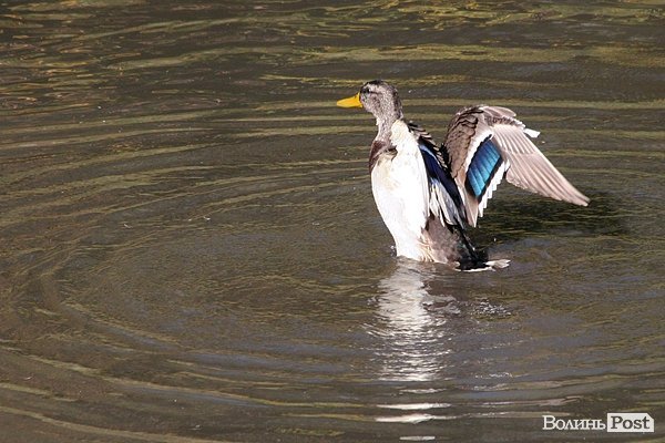 Початок осені у Луцьку. ФОТО