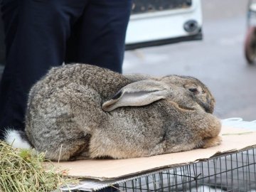 Мед, ялинки, кролі: як ярмаркували у Володимирі