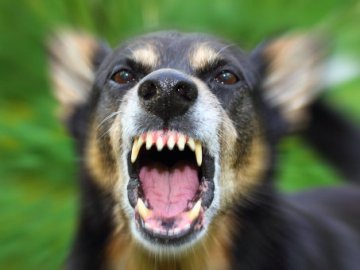 У Володимирі бездомний пес напав на дитину, – соцмережі