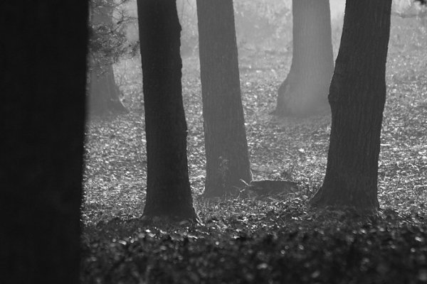 Фотовиставка Олександра Котиса