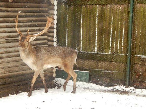 Як мешканці луцького зоопарку зустріли перший сніг. ФОТО