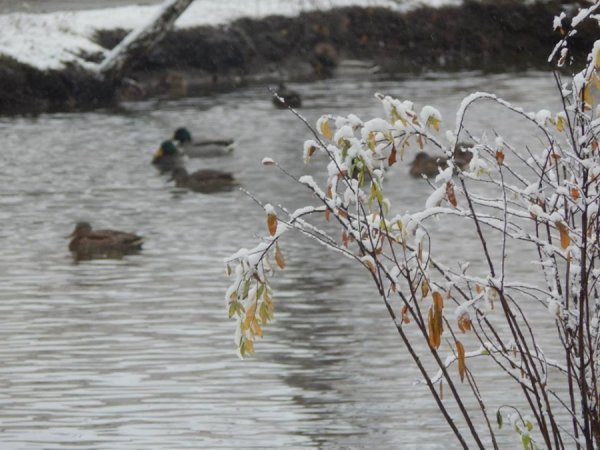 Як мешканці луцького зоопарку зустріли перший сніг. ФОТО