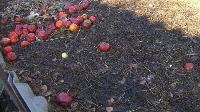 Що таке компостер і яка від нього користь: пояснення луцького еколога