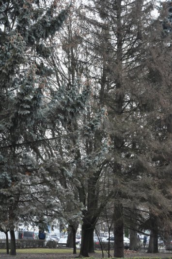 На чотирьох локаціях Луцька до кінця грудня зріжуть аварійні та хворі дерева