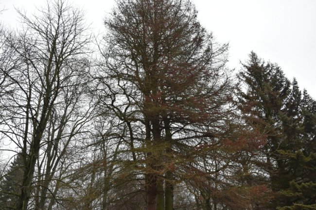 На чотирьох локаціях Луцька до кінця грудня зріжуть аварійні та хворі дерева