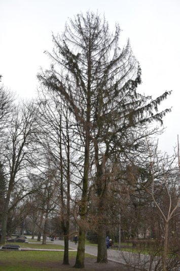 На чотирьох локаціях Луцька до кінця грудня зріжуть аварійні та хворі дерева