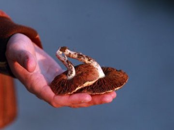 Від отруєння грибами померла волинянка