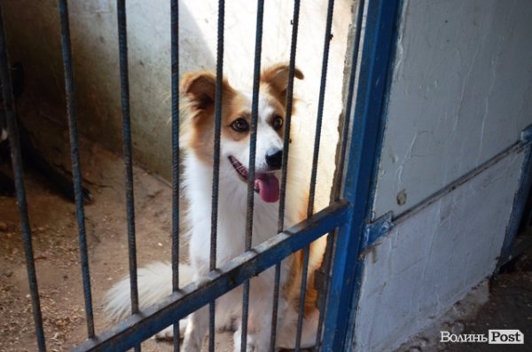 Майже 90% безпритульних тварин Луцька знаходять домівку. ФОТО
