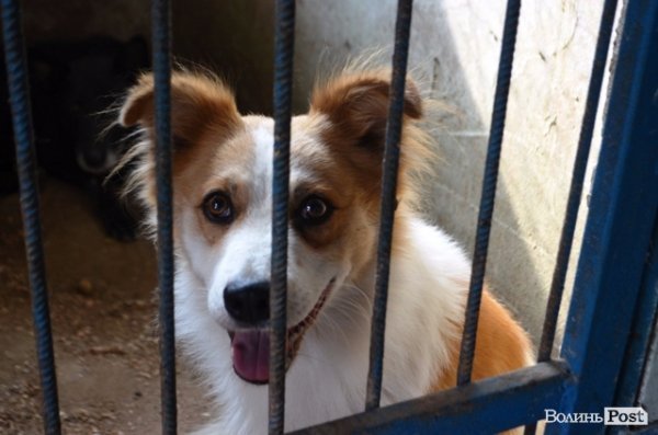 Майже 90% безпритульних тварин Луцька знаходять домівку. ФОТО