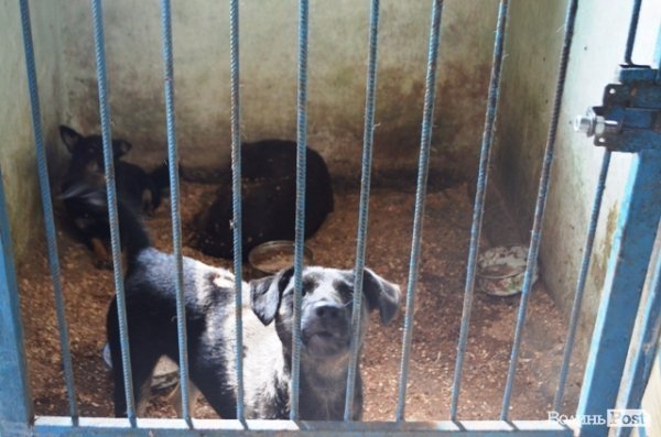 Майже 90% безпритульних тварин Луцька знаходять домівку. ФОТО