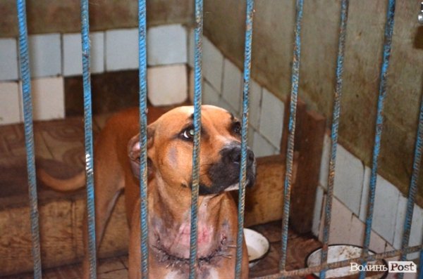 Найдобріші очі. Цю красуню ледь не задушили жіночим паском.