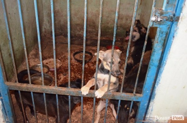 Майже 90% безпритульних тварин Луцька знаходять домівку. ФОТО