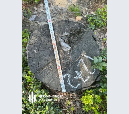 ДБР: на Волині організували незаконні рубки лісу на десятки мільйонів
