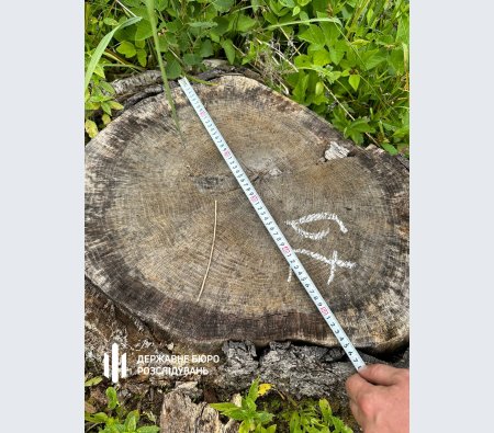 ДБР: на Волині організували незаконні рубки лісу на десятки мільйонів