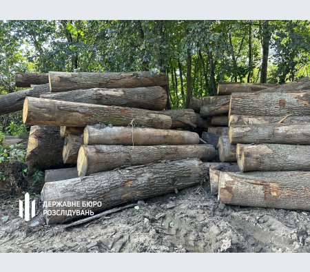 ДБР: на Волині організували незаконні рубки лісу на десятки мільйонів