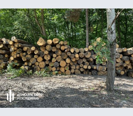 ДБР: на Волині організували незаконні рубки лісу на десятки мільйонів