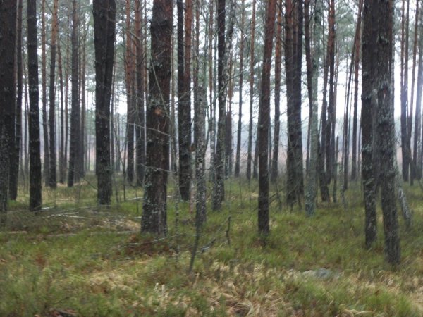 На Волині знайшли поховання, датовані 1915 роком. ФОТО