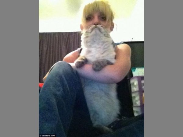 Популярна «фішка» інтернету: бороди з котів. ФОТО