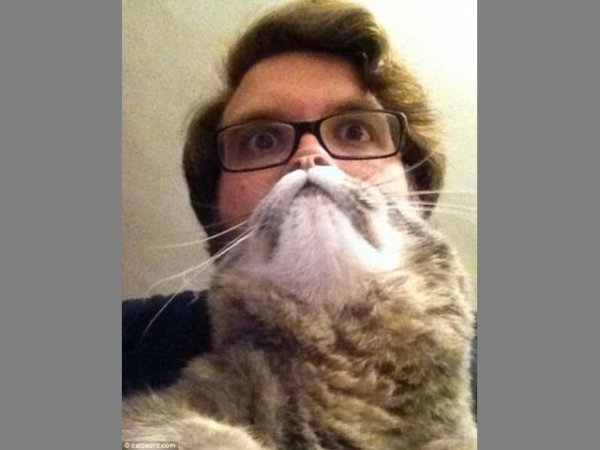 Популярна «фішка» інтернету: бороди з котів. ФОТО