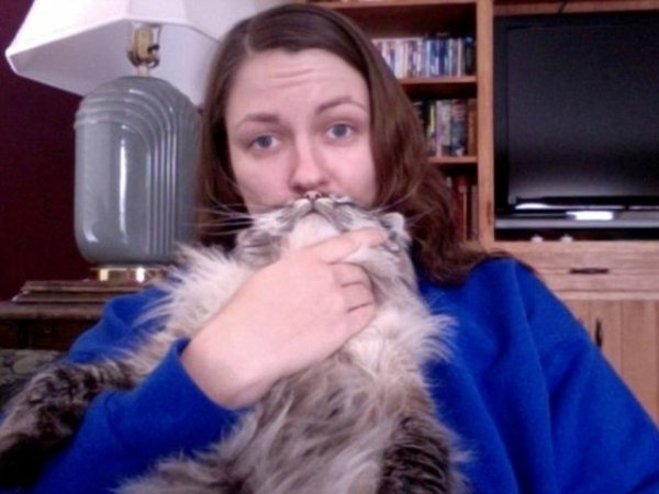 Популярна «фішка» інтернету: бороди з котів. ФОТО