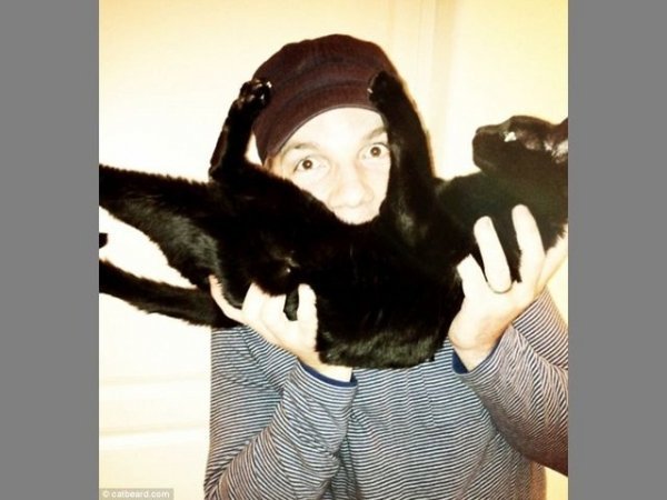 Популярна «фішка» інтернету: бороди з котів. ФОТО