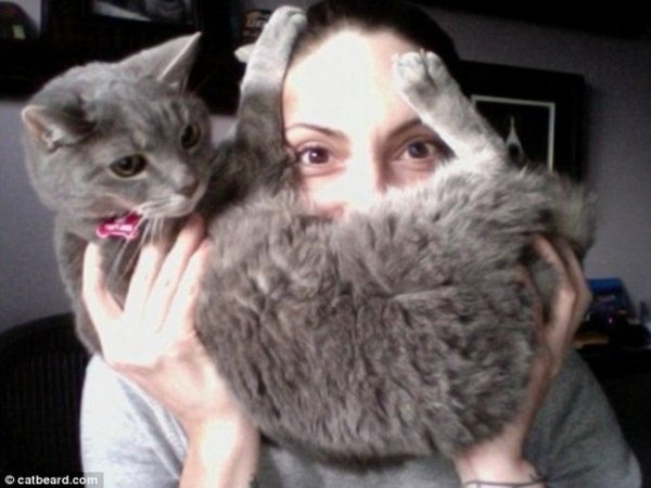Популярна «фішка» інтернету: бороди з котів. ФОТО