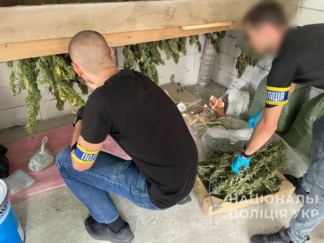Заробляли мільйони: на Волині ліквідували злочинну схему з вирощування та збуту канабісу