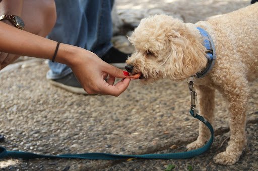 Як і чим годувати літнього собаку*