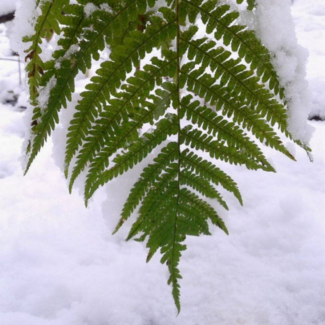 Краса волинської зими. ФОТО