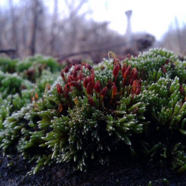Краса волинської зими. ФОТО