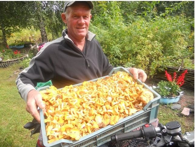 На Волині подружжя назбирало у лісі понад 30 кілограмів лисичок. ФОТО