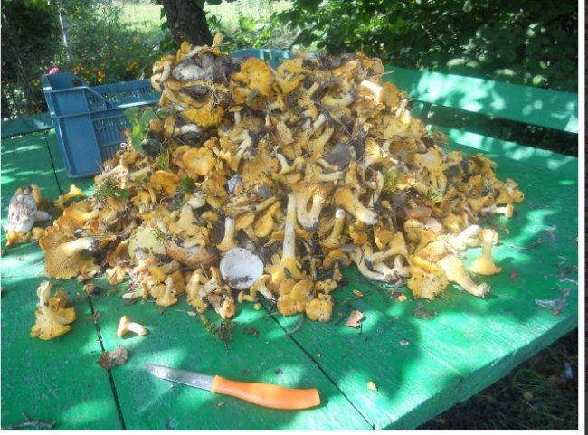 На Волині подружжя назбирало у лісі понад 30 кілограмів лисичок. ФОТО