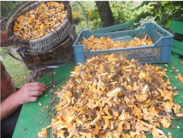 На Волині подружжя назбирало у лісі понад 30 кілограмів лисичок. ФОТО