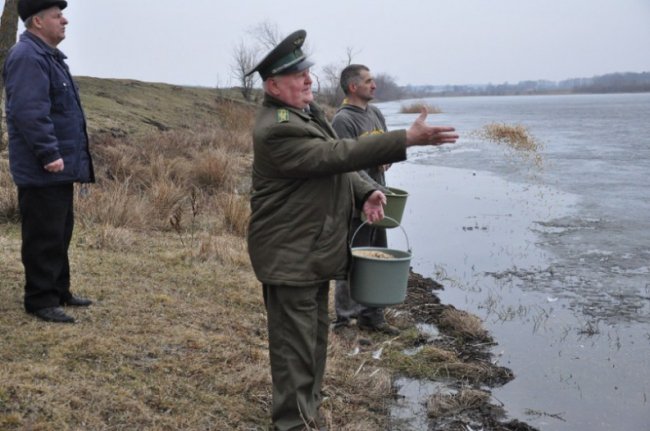 Волиняни рятують від голоду лебедів. ФОТО