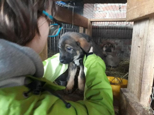 У мішках і коробках: волиняни викидають домашніх тварин під стіни луцької «Ласки»