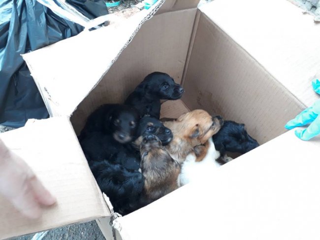 У мішках і коробках: волиняни викидають домашніх тварин під стіни луцької «Ласки»