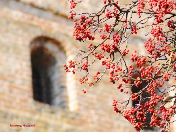 Горобина в замку і одинокий припутень: погляд луцького фотомайстра