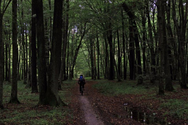 Водосховище та затоплений ліс: подорож цуманськими дібровами. ФОТО