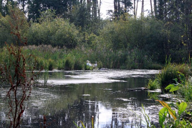 Водосховище та затоплений ліс: подорож цуманськими дібровами. ФОТО