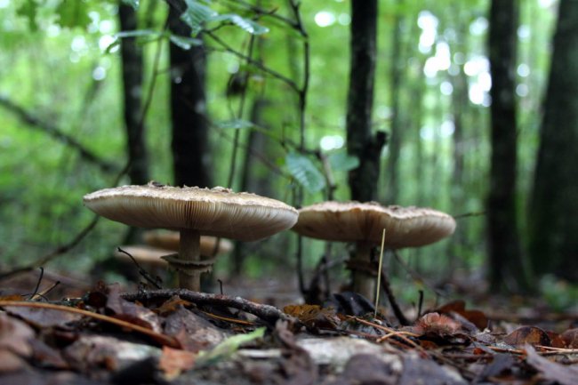 Водосховище та затоплений ліс: подорож цуманськими дібровами. ФОТО