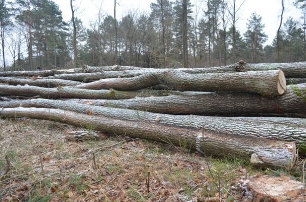 Сільська громада на Волині повстала проти незаконної вирубки лісу. ФОТО.ВІДЕО