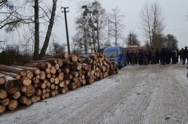 Сільська громада на Волині повстала проти незаконної вирубки лісу. ФОТО.ВІДЕО