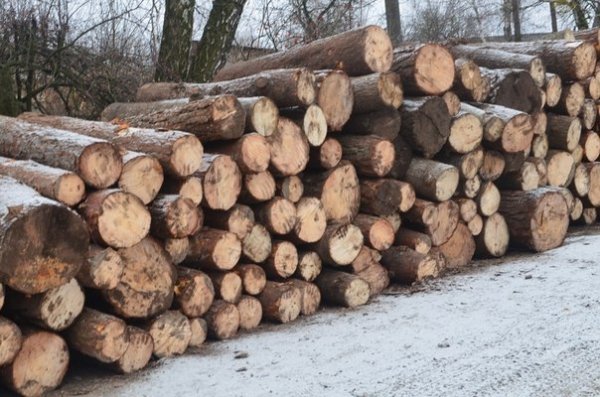 Сільська громада на Волині повстала проти незаконної вирубки лісу. ФОТО.ВІДЕО