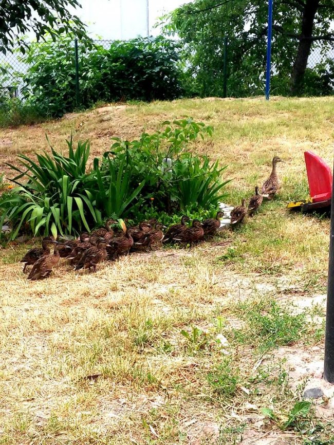 У Луцьку проспектом Волі гуляла качина сім'я. ФОТО