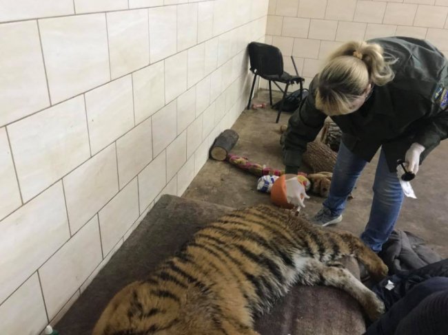 У луцькому зоопарку для тигриці Тріші влаштували медогляд. ФОТО