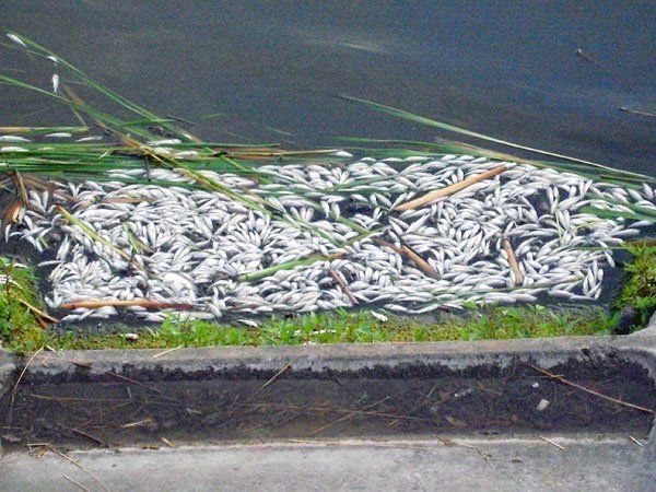 У Нововолинську зʼясовують, чому в озері загинула риба. ФОТО