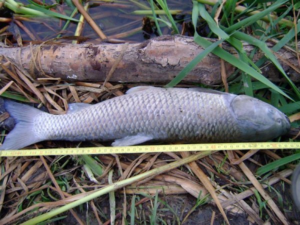 У Нововолинську зʼясовують, чому в озері загинула риба. ФОТО